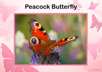 Butterfly Posters Peacock Butterfly